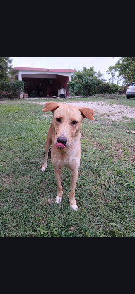 Adoption Kiko
