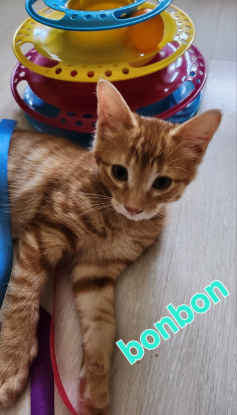Adopter Bonbon