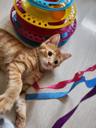 Adopter Bonbon