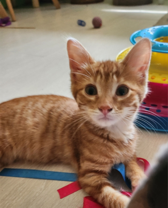 Adopter Bonbon