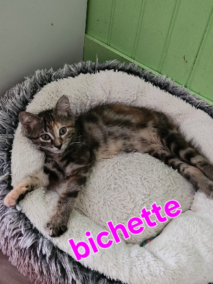 Adopter Bichette