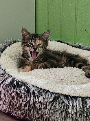 Adopter Bichette