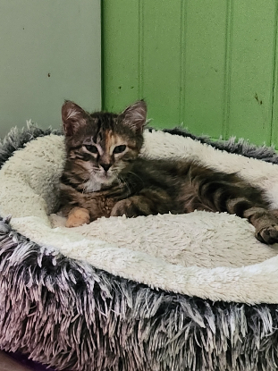 Adopter Bichette
