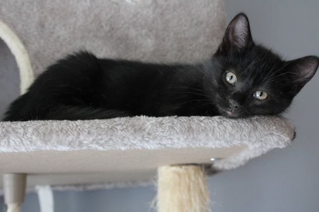 Adopter Atlas