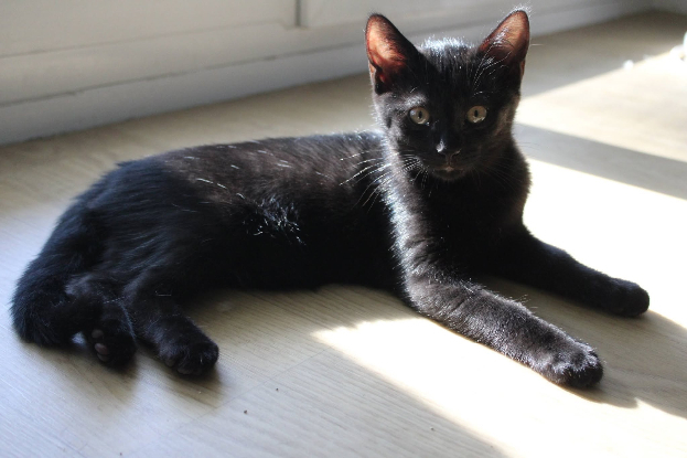 Adopter Atlas