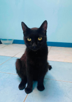 Adopter  chat : Billie