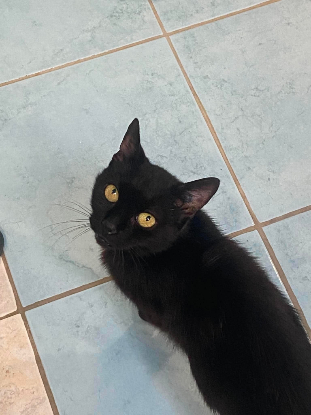 Adopter Billie