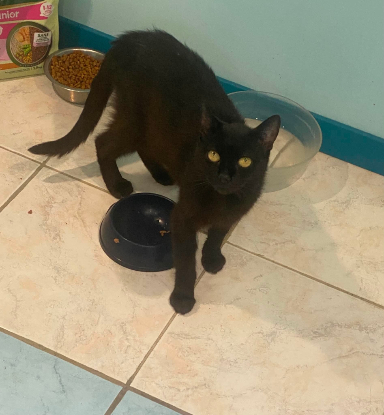 Adopter Billie