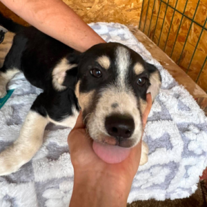 Adopter Balto