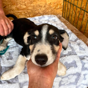 Adopter Balto