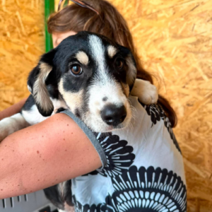 Adoption Balto