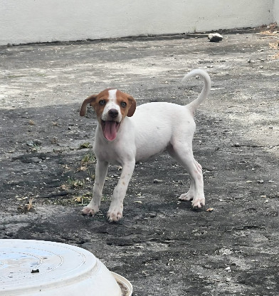 Adopter Myla