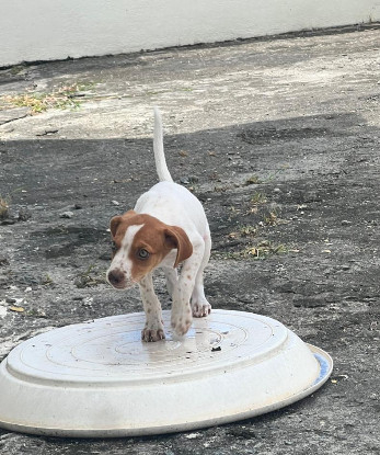 Adopter Myla