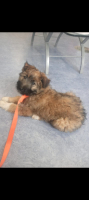 Adopter  chien : Mystie