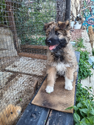 Adopter Mystie