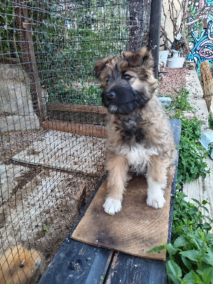 Adopter Mystie