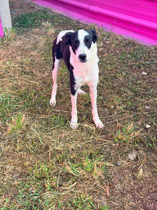 Adopter Panda