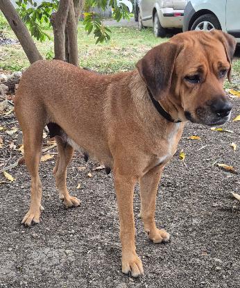 Adopter Poupix