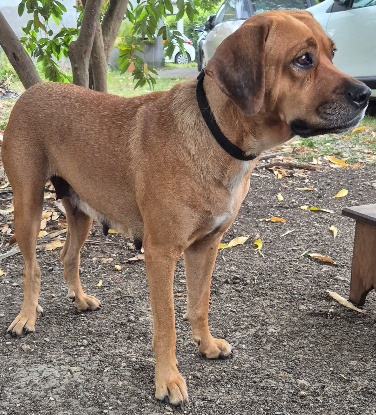 Adopter Poupix
