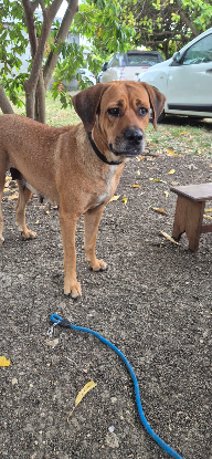 Adopter Poupix