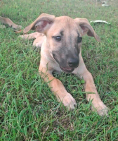 Adopter  chien : Princesse