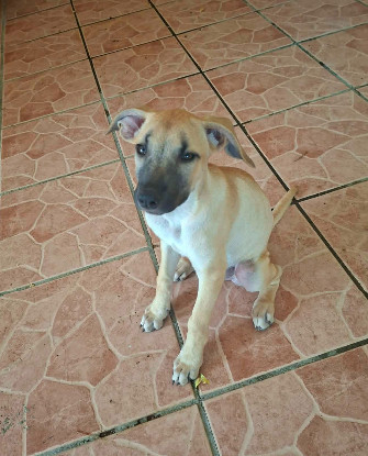 Adopter Princesse
