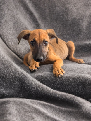 Adopter Rookie