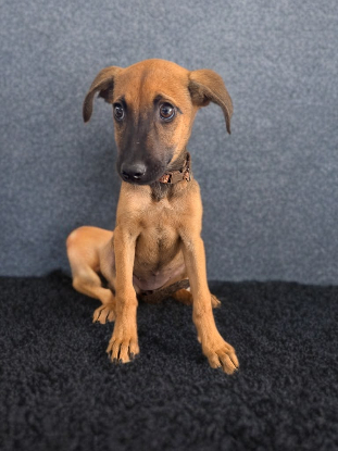 Adopter Rookie