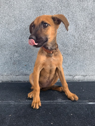 Adopter Rookie