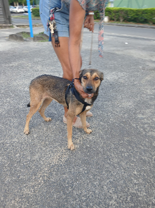 Adopter Ruby