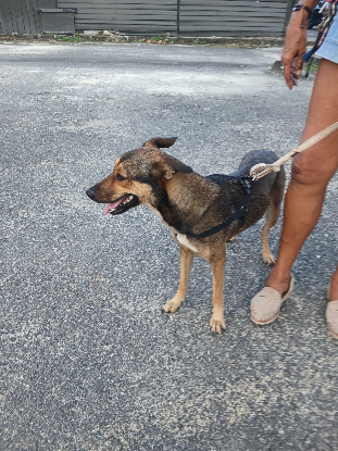 Adoption Ruby