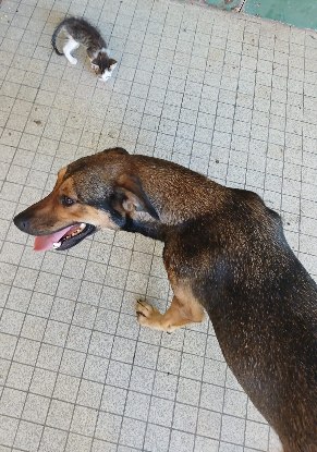 Adoption Ruby