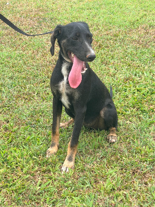 Adopter Shania