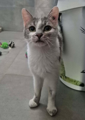 Adopter Mana