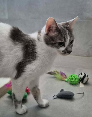 Adoption Mana
