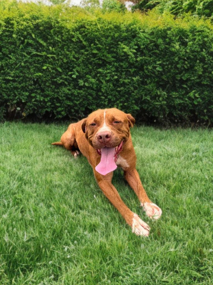 Adopter Starlett