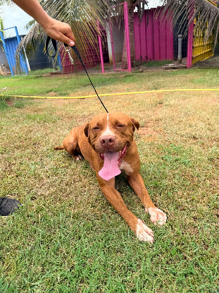 Adoption Starlett