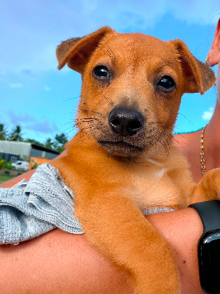 Adopter Tasty
