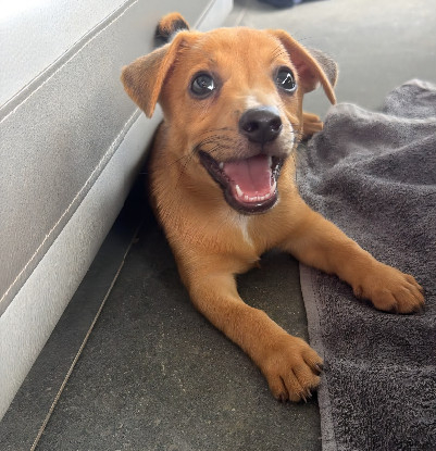 Adopter Tasty