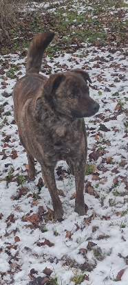 Adopter Tex
