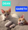 Dean et gareth