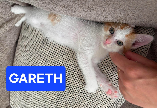 Adopter Dean et gareth