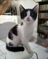 Adopter  chat : Bahia