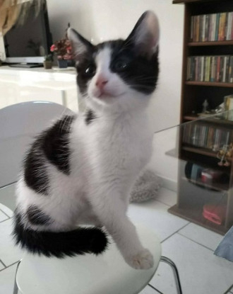 Adopter Bahia