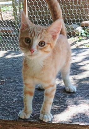 Adopter Baloo