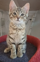 Adopter  chat : Banzai