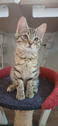 Adopter Banzai