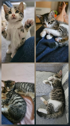 Adopter Brioche