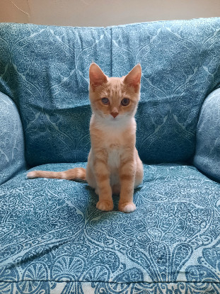 Adopter Brunswick