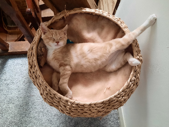 Adopter Brunswick